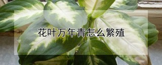 花叶万年青怎么繁殖,第1图