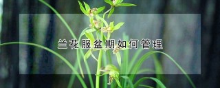 兰花服盆期如何管理,第1图