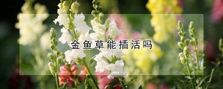 金鱼草能插活吗,第1图