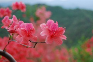 映山红什么时候移栽好，清明节前后最佳,第2图