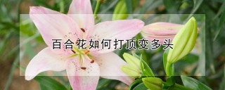 百合花如何打顶变多头,第1图