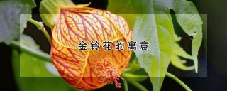 金铃花的寓意,第1图