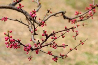 梅花干枯了怎么救活，先分析梅花干枯的原因,第4图