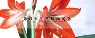 朱顶红的花语和寓意,第1图