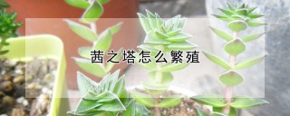 茜之塔怎么繁殖,第1图