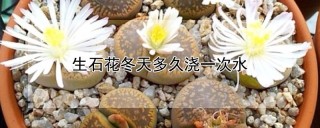 生石花冬天多久浇一次水,第1图