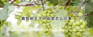 葡萄树主干开裂是怎么回事,第1图