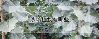 沙培植物有哪些,第1图