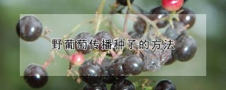 野葡萄传播种子的方法,第1图