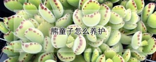 熊童子怎么养护,第1图