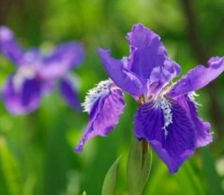 兰花花期，不同品种不同开花期(一年开多次),第2图