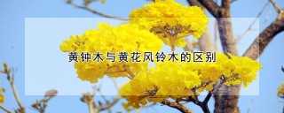 黄钟木与黄花风铃木的区别,第1图