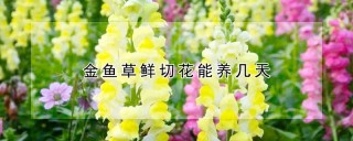 金鱼草鲜切花能养几天,第1图