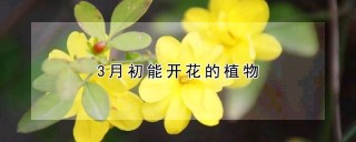 3月初能开花的植物,第1图