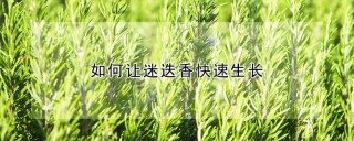 如何让迷迭香快速生长,第1图