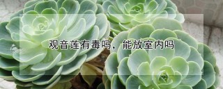 观音莲有毒吗，能放室内吗,第1图