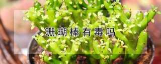 珊瑚棒有毒吗,第1图