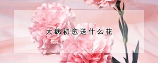 大病初愈送什么花,第1图