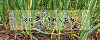 8月份可以种大蒜吗,第1图