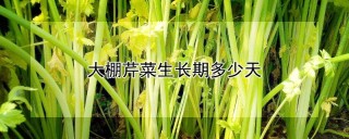 大棚芹菜生长期多少天,第1图