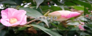 山茶花的品质,第1图