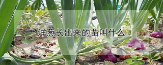 洋葱长出来的苗叫什么,第1图