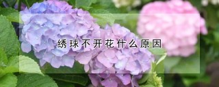 绣球不开花什么原因,第1图