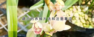 建兰的养殖方法和注意事项,第1图