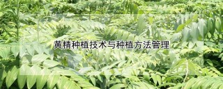 黄精种植技术与种植方法管理,第1图