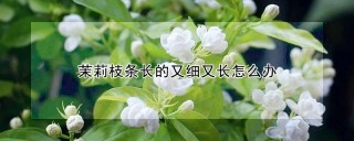 茉莉枝条长的又细又长怎么办,第1图