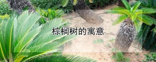 棕榈树的寓意,第1图