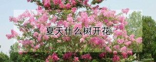 夏天什么树开花,第1图