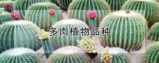 多肉植物品种,第1图