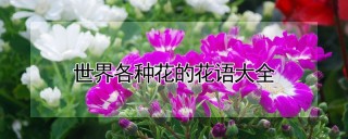 世界各种花的花语大全,第1图