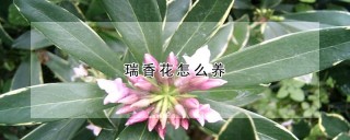 瑞香花怎么养,第1图