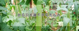 丝瓜只长藤不开花怎么办,第1图