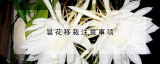 昙花移栽注意事项,第1图