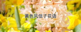 黄色风信子花语,第1图