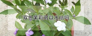 双色茉莉可以水培吗,第1图