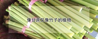 像甘蔗又像竹子的植物,第1图