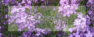 蓝香芥花期,第1图