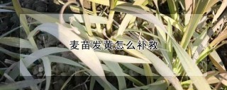 麦苗发黄怎么补救,第1图