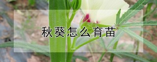 秋葵怎么育苗,第1图