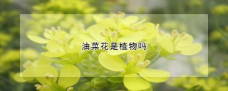 油菜花是植物吗,第1图