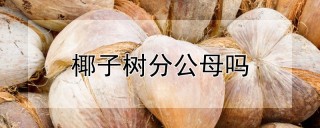 椰子树分公母吗,第1图