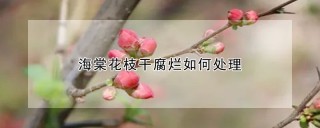 海棠花枝干腐烂如何处理,第1图