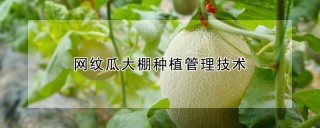 网纹瓜大棚种植管理技术,第1图