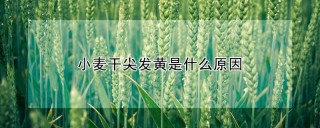 小麦干尖发黄是什么原因,第1图