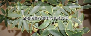 金边瑞香花夏季的养殖方法,第1图