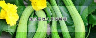 丝瓜最晚几月份种植,第1图